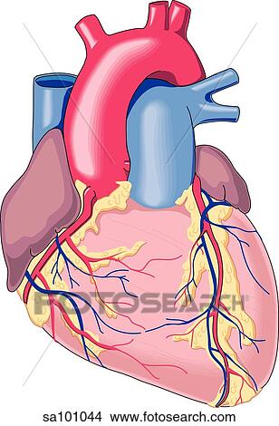 Anterior view of the heart. View Large Illustration Stock Illustration - Anterior view of the heart.. Fotosearch
