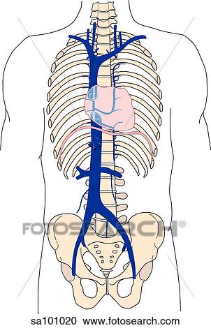 Anterior view of the inferior and superior vena cava in relationship to the ribcage and pelvis. View Large Illustration Clipart - Anterior view of the inferior and superior vena cava in relationship to the ribcage and pelvis.. Fotosearch