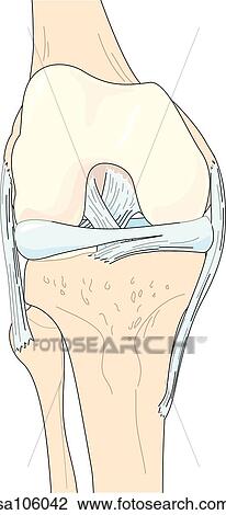Drawing - Anterior view of the knee in a semi-flexed position; lateral and medial ligaments are visible.. Fotosearch
