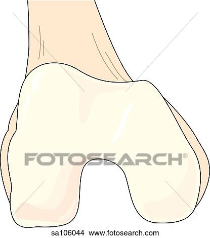 Stock Illustration - Anterior view of the knee in a semi-flexed position; femur visible.. Fotosearch