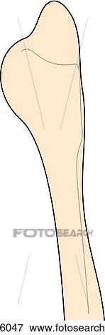 Anterior view of the knee in a semi-flexed position; fibula visible. View Large Illustration Stock Illustration - Anterior view of the knee in a semi-flexed position; fibula visible.. Fotosearch