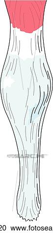 Anterior view of the knee joint showing the patellar ligament. View Large Illustration Clipart - Anterior view of the knee joint showing the patellar ligament.. Fotosearch