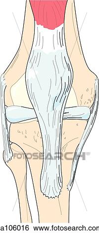 Anterior view of the knee joint showing relative postitions of skeletal structures and ligaments. View Large Illustration Stock Illustration - Anterior view of the knee joint showing relative postitions of skeletal structures and ligaments.. Fotosearch