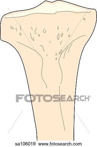 Anterior view of the knee joint showing the tibia. View Large Illustration Stock Illustration - Anterior view of the knee joint showing the tibia.. Fotosearch