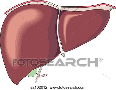 Drawing - Anterior view of the liver and underlying gallbladder.. Fotosearch