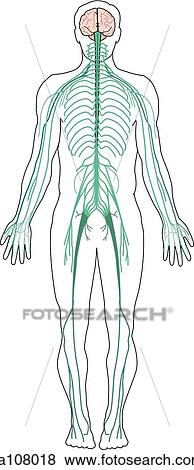 Anterior view of the major nerves of the body. View Large Illustration Stock Illustration - Anterior view of the major nerves of the body.. Fotosearch