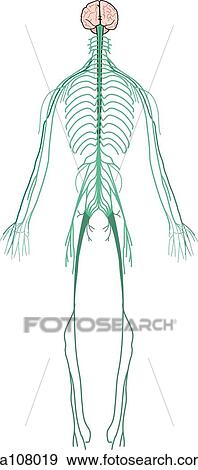 Anterior view of the major nerves of the body. View Large Illustration Stock Illustration - Anterior view of the major nerves of the body.. Fotosearch
