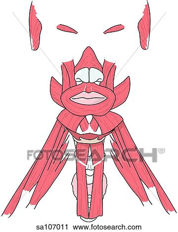 Anterior view of the muscles of the head and deep muscles of the neck. View Large Illustration Clip Art - Anterior view of the muscles of the head and deep muscles of the neck.. Fotosearch