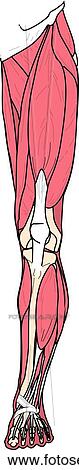 Anterior view of the muscles of the body (left leg). View Large Illustration Clip Art - Anterior view of the muscles of the body (left leg).. Fotosearch