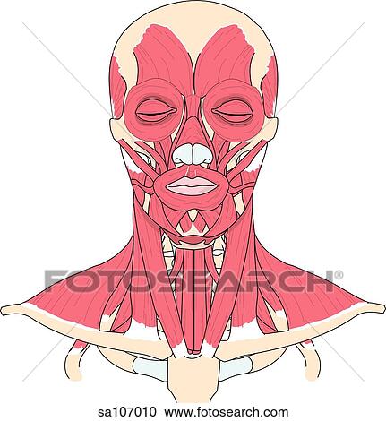 Clipart - Anterior view of the muscles of the head and neck.. Fotosearch