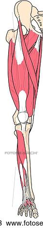 Drawing - Anterior view of the muscles of the right leg.. Fotosearch