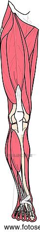 Drawing - Anterior view of the muscles of the body (right leg).. Fotosearch