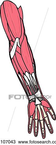 Drawing - Anterior view of the muscles of the body (left arm).. Fotosearch