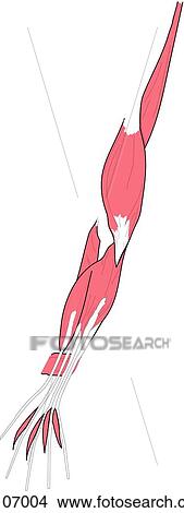 Stock Illustration - Anterior view of the muscles of the right arm (brachialis muscle, brachioradialis muscle, flexor digitorum profundus muscle, pronator quadratus muscle and lumbrical muscles).. Fotosearch
