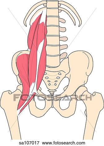Anterior view of the muscles of the right hip joint. View Large Illustration Stock Illustration - Anterior view of the muscles of the right hip joint.. Fotosearch