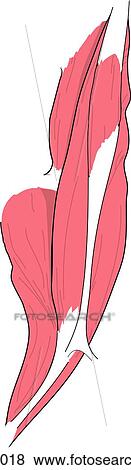 Anterior view of the muscles of the right hip joint (iliacus muscle, psoas minor muscle, and psoas major muscle). View Large Illustration Stock Illustration - Anterior view of the muscles of the right hip joint (iliacus muscle, psoas minor muscle, and psoas major muscle).. Fotosearch