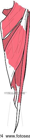 Anterior view of the muscles of the right leg (adductor muscles of the medial thigh). View Large Illustration Stock Illustration - Anterior view of the muscles of the right leg (adductor muscles of the medial thigh).. Fotosearch