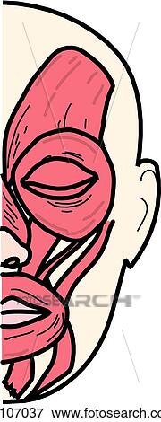 Stock Illustration - Anterior view of the muscles of the body (left side of face).. Fotosearch