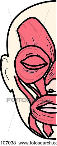 Stock Illustration - Anterior view of the muscles of the body (right side of face).. Fotosearch