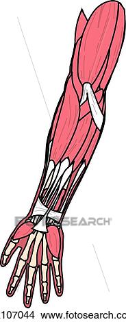 Stock Illustration - Anterior view of the muscles of the body (right arm).. Fotosearch