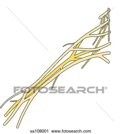 Clip Art - Anterior view of the nerves that make up the brachial plexus.. Fotosearch