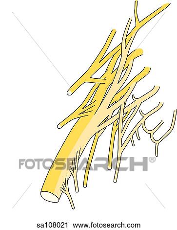 Anterior view of the nerves that make up the sacral plexus. View Large Illustration Clip Art - Anterior view of the nerves that make up the sacral plexus.. Fotosearch