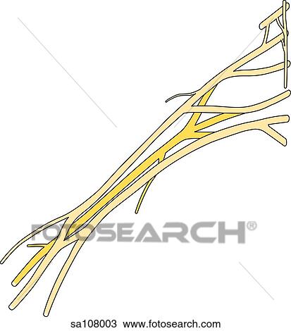 Anterior view of the nerves that make up the brachial plexus (ventral rami, superior, middle and inferior tunks, lateral posterior and medial cords, axillary nerve, musculocutaneus nerve, radial nerve, median nerve and ulnar nerve). View Large Illustration Drawing - Anterior view of the nerves that make up the brachial plexus (ventral rami, superior, middle and inferior tunks, lateral posterior and medial cords, axillary nerve, musculocutaneus nerve, radial nerve, median nerve and ulnar nerve).. Fotosearch