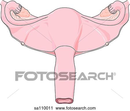 Clip Art - Anterior view of the primary reproductive organs of the female.. Fotosearch