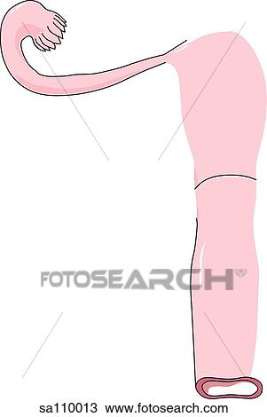 Drawing - Anterior view of the primary reproductive organs of the female (cut away section).. Fotosearch