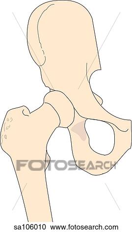 Clipart - Anterior view of the right hip joint showing relative postitions of skeletal structures (femur and ilium).. Fotosearch