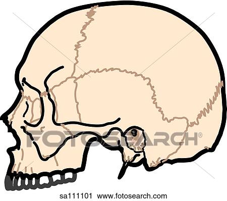 Clip Art - Anterior view of the skeletal anatomy of the body (skull and maxilla).. Fotosearch