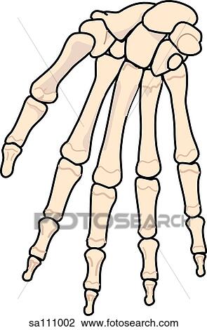 Anterior view of the skeletal anatomy of the right arm (carpals, metacarpals and phalanges). View Large Illustration Drawing - Anterior view of the skeletal anatomy of the right arm (carpals, metacarpals and phalanges).. Fotosearch