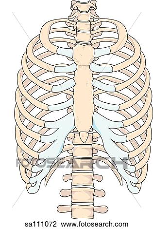 Anterior view of the skeletal anatomy of the ribcage. View Large Illustration Drawing - Anterior view of the skeletal anatomy of the ribcage.. Fotosearch
