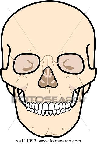 Anterior view of the skeletal anatomy of the body (skull). View Large Illustration Drawing - Anterior view of the skeletal anatomy of the body (skull).. Fotosearch