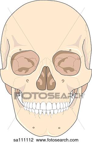 Anterior view of the skeletal anatomy of the skull. View Large Illustration Drawing - Anterior view of the skeletal anatomy of the skull.. Fotosearch