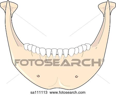 Anterior view of the skeletal anatomy of the skull (mandible). View Large Illustration Drawing - Anterior view of the skeletal anatomy of the skull (mandible).. Fotosearch