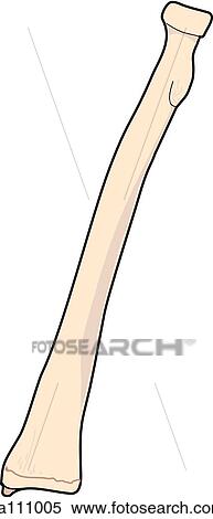 Anterior view of the skeletal anatomy of the right arm (radius). View Large Illustration Stock Illustration - Anterior view of the skeletal anatomy of the right arm (radius).. Fotosearch