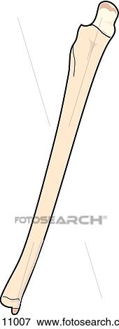 Stock Illustration - Anterior view of the skeletal anatomy of the right arm (ulna).. Fotosearch
