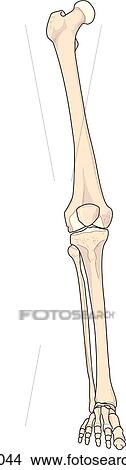 Stock Illustration - Anterior view of the skeletal anatomy of the right leg.. Fotosearch