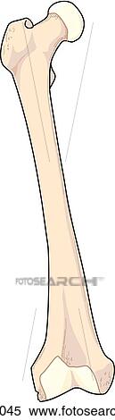 Anterior view of the skeletal anatomy of the right leg (femur). View Large Illustration Stock Illustration - Anterior view of the skeletal anatomy of the right leg (femur).. Fotosearch
