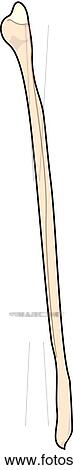 Stock Illustration - Anterior view of the skeletal anatomy of the right leg (fibula).. Fotosearch
