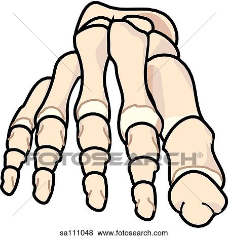 Anterior view of the skeletal anatomy of the right leg (tarsals, metatarsals, and phalanges). View Large Illustration Stock Illustration - Anterior view of the skeletal anatomy of the right leg (tarsals, metatarsals, and phalanges).. Fotosearch