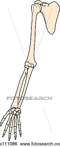 Anterior view of the skeletal anatomy of the body (right arm). Stock