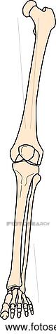 Stock Illustration - Anterior view of the skeletal anatomy of the body (left leg).. Fotosearch