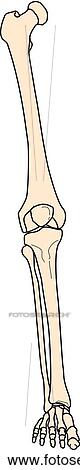 Stock Illustration - Anterior view of the skeletal anatomy of the body (right leg).. Fotosearch