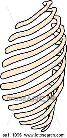 Anterior view of the skeletal anatomy of the body (ribs). Stock