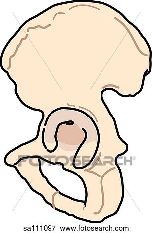 Stock Illustration - Anterior view of the skeletal anatomy of the body (pelvis).. Fotosearch