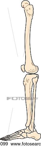 Stock Illustration - Anterior view of the skeletal anatomy of the body (leg).. Fotosearch