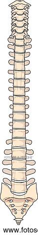 Anterior view of the skeletal anatomy of the spine. View Large Illustration Stock Illustration - Anterior view of the skeletal anatomy of the spine.. Fotosearch
