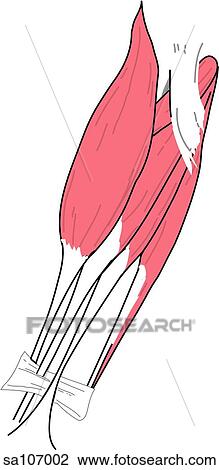 Drawing - Anterior view of the superficial muscles of the right forearm (brachioradialis muscle, flexor carpi radialis muscle, palmaris longus muscle and flexor carpi ulnaris muscle).. Fotosearch